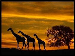 Słońca, Żyrafy, Zachód